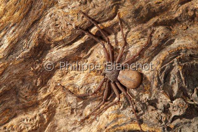 Sicariidae_1684.JPG - Chili, Araneae, Sicariidae, Araignée des sables à 6 yeux (Sicarius terrosus), Assassin spider or Sand Spider Hiding